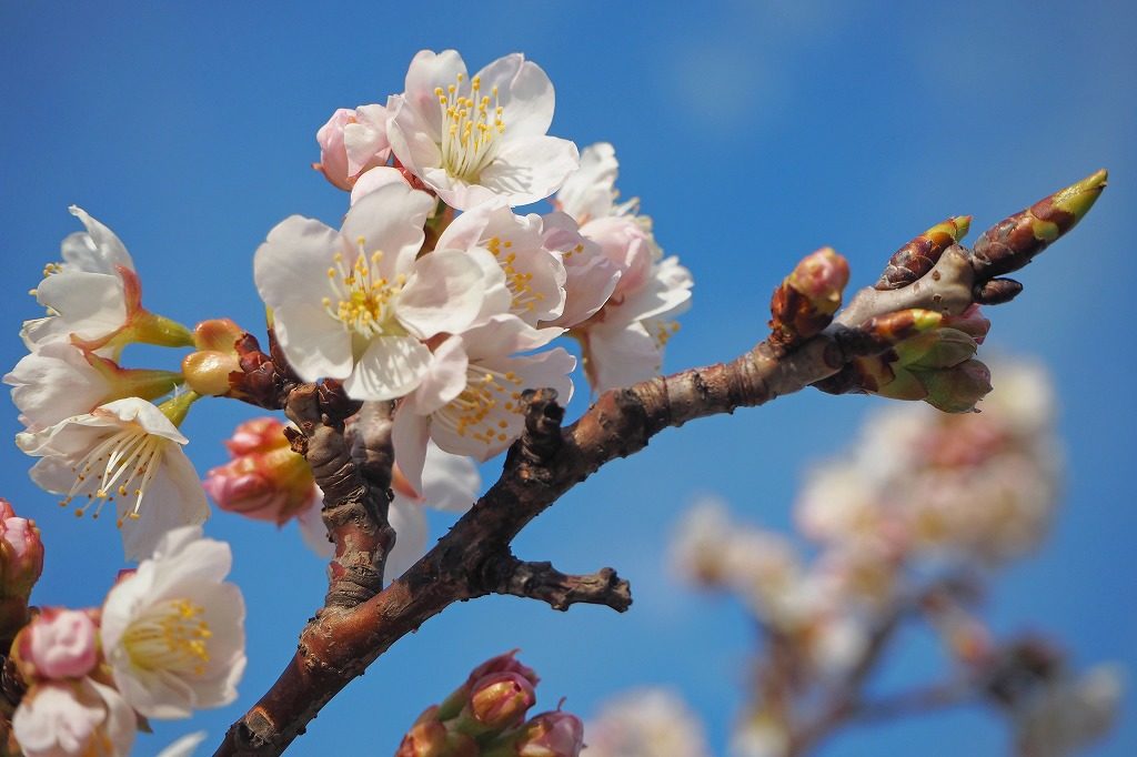 大島の桜