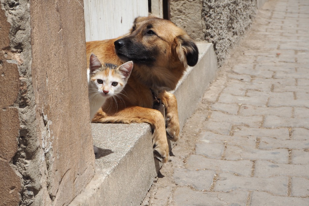 モロッコ・ティズニットの猫と犬