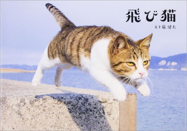 佐柳島の飛び猫